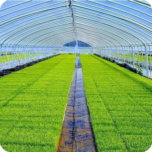 【R7年産】自然米