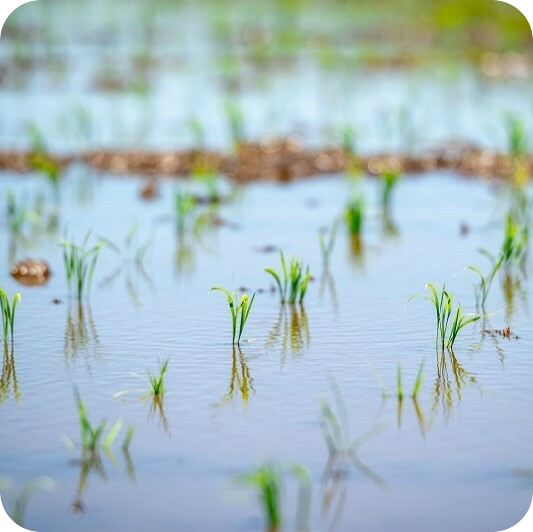 【R7年産】自然米