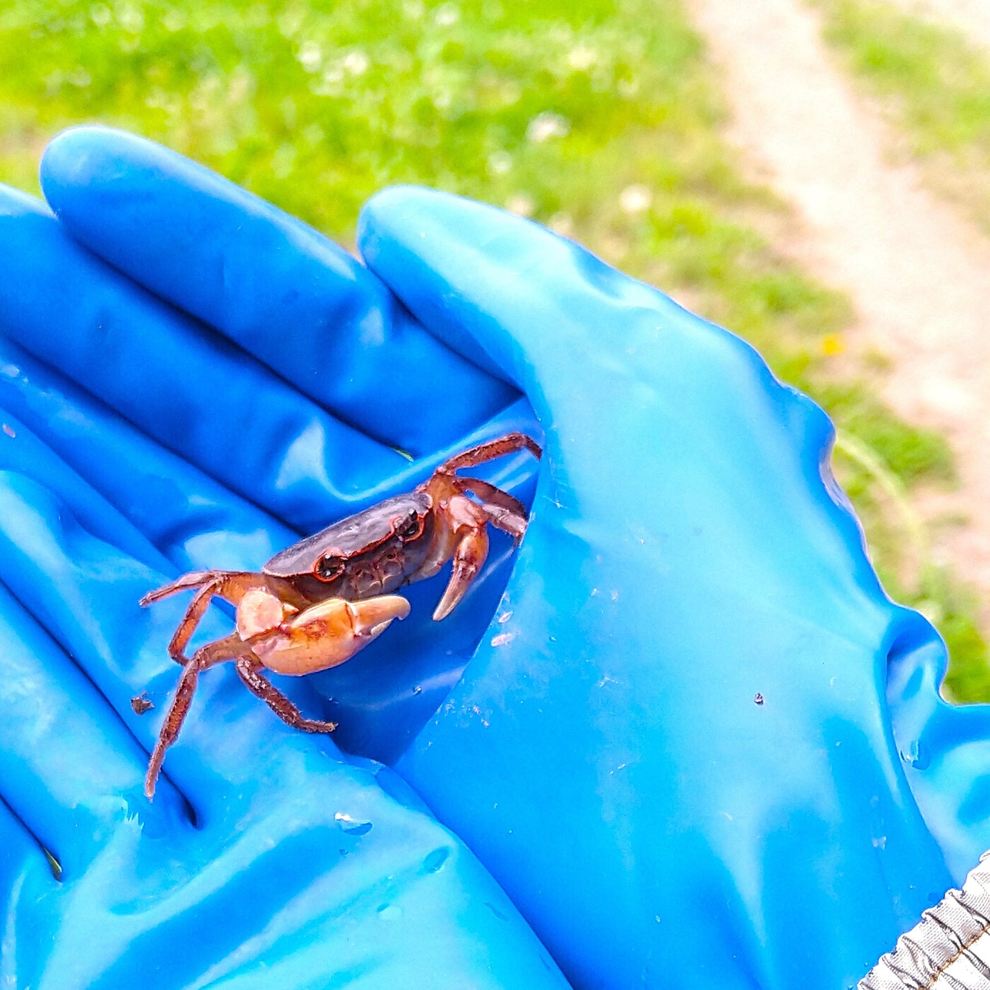 【R7年産】もっちり米