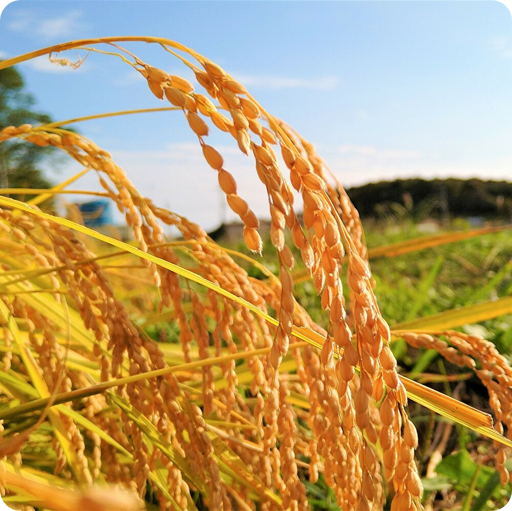 【R7年産】自然米