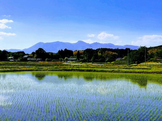 稲作本店の全部セットです