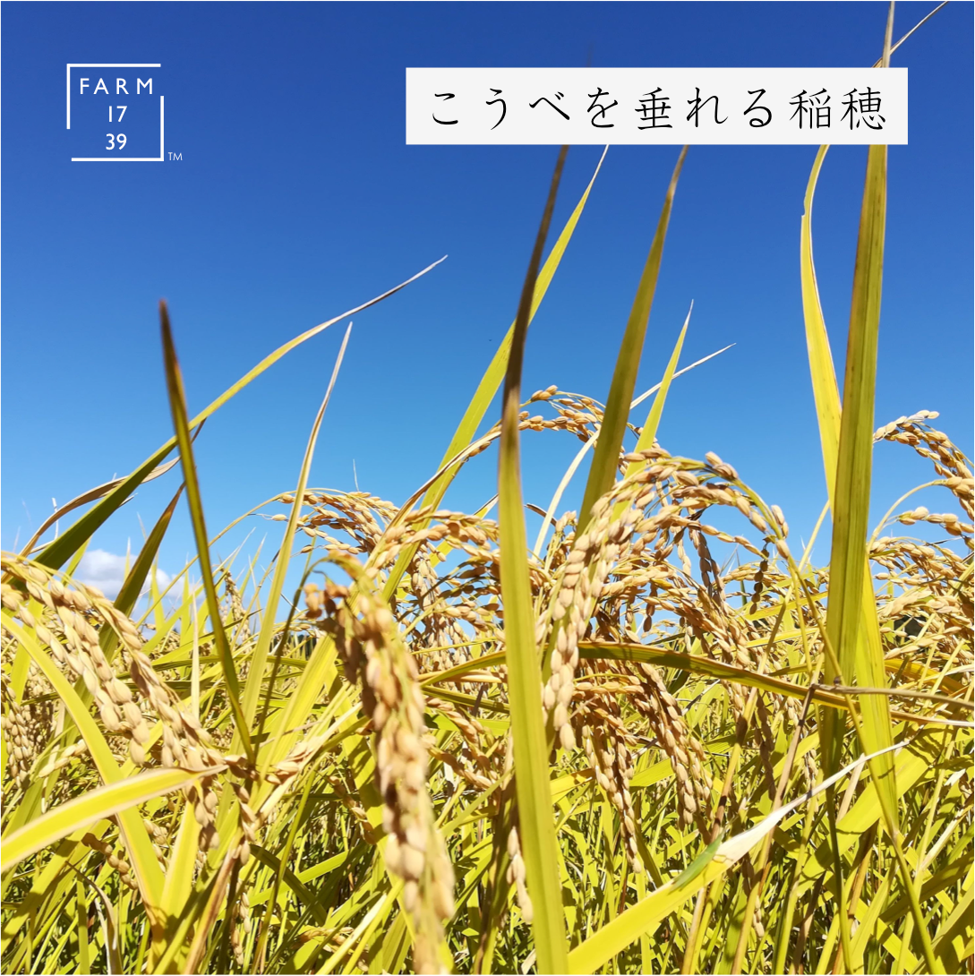 おこめ と イナポン 2袋 のセット