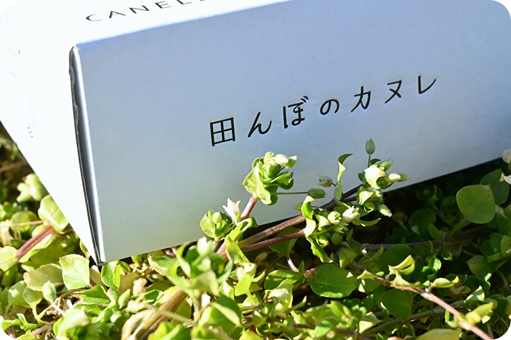 田んぼのカヌレ8個(4個入り×2箱)※ 送料込み