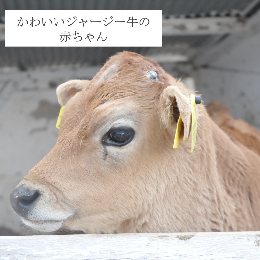 森林ノ牛乳・しぼるヨーグルト と イナポン4袋のセット(※送料無料)