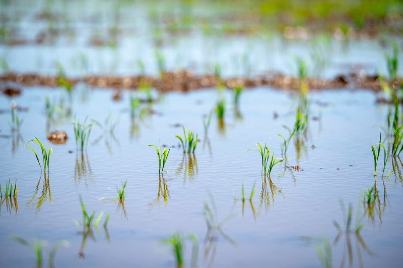 おいしいお米 と 純米甘酒 のセット