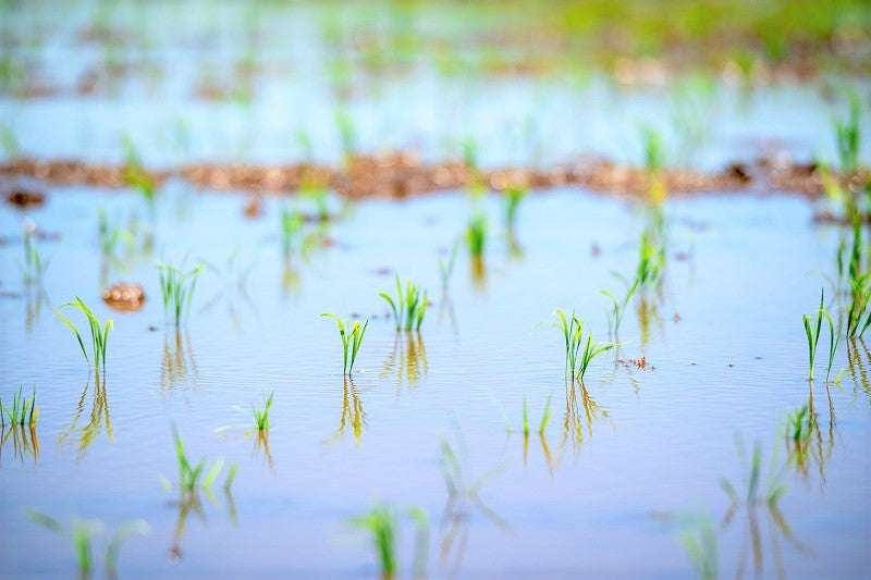 【純米甘酒】お米だけの旨味がギュッ!甘酒6本セット