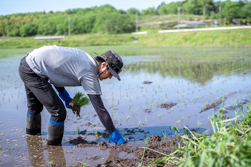 おいしいお米 と 純米甘酒 のセット