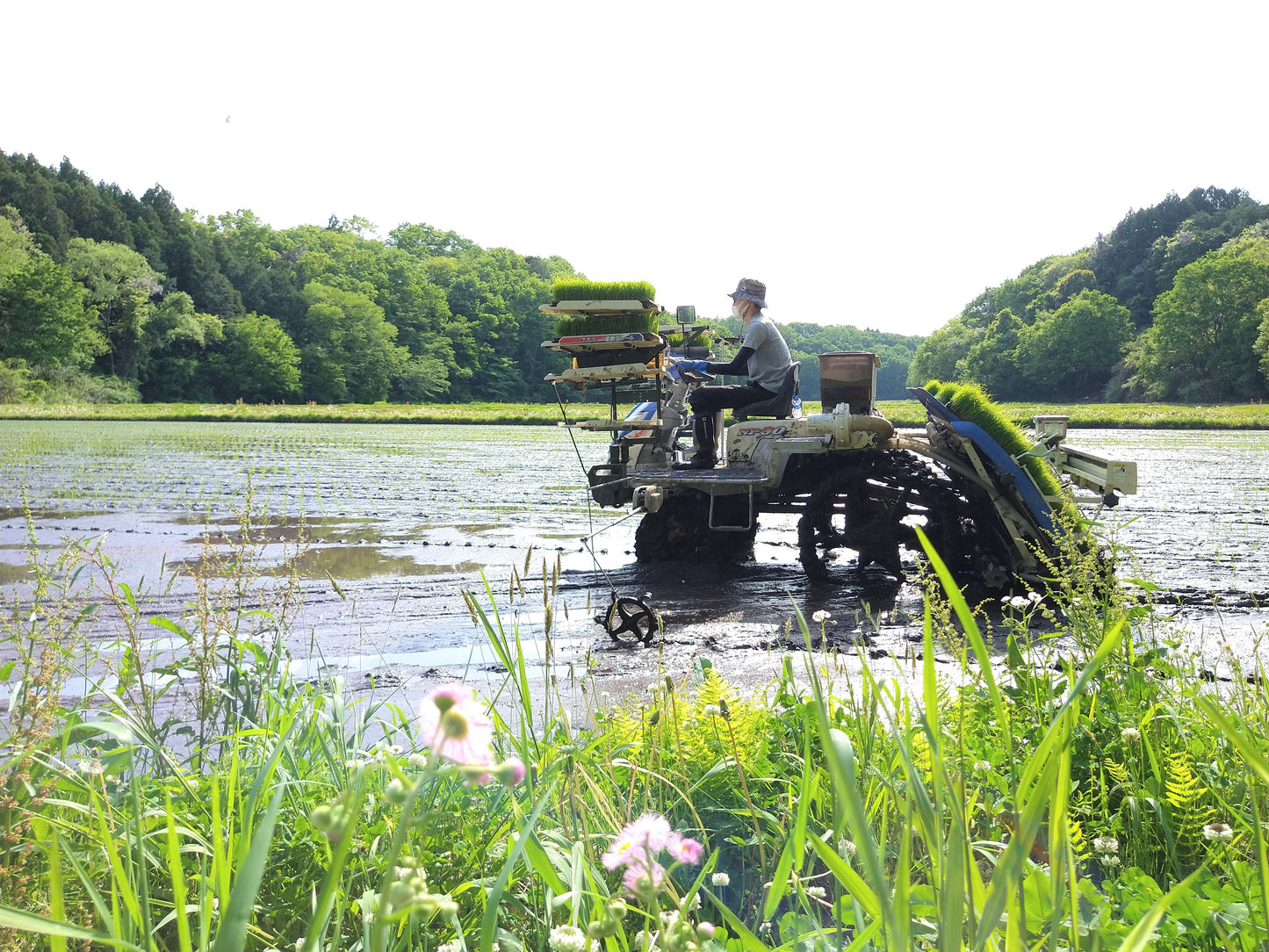 おいしいお米 と 純米甘酒 のセット