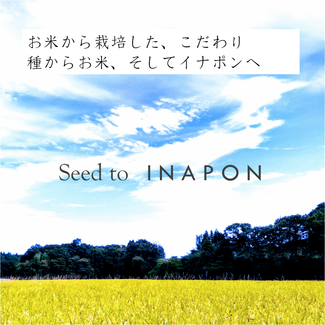 やみつきイナポン 10個セット