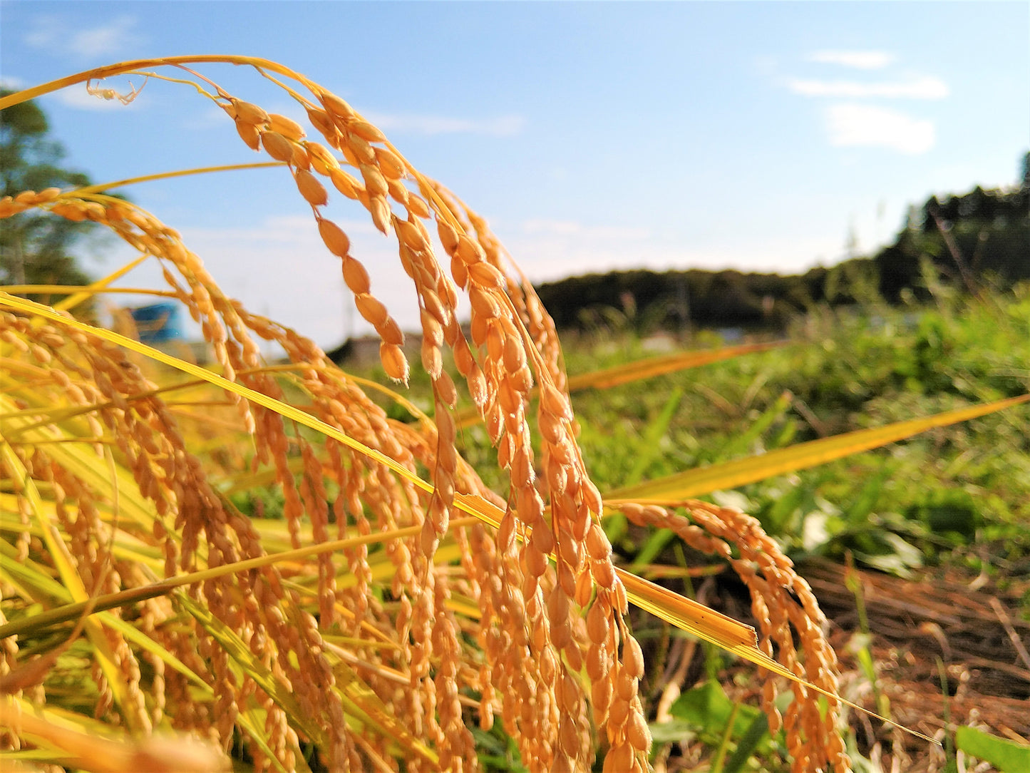 【同梱専用】サクサク!やみつきイナポン